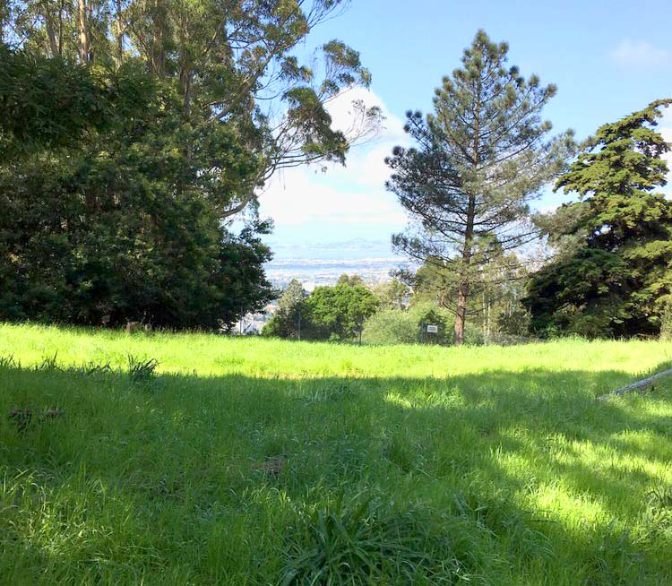 Joaquin Miller Park meadow